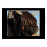 Card - Highland Cattle
