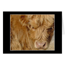 Card - Highland Cattle
