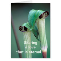 Card /  Jack-in-the-pulpit