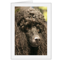 Card, "Kiss my nose !," Poodle