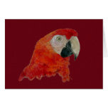 Card - Macaw