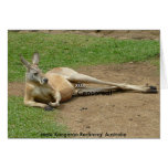 Card Male Kangaroo Reclining! Australia