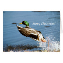 Card / Mallard Duck