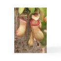 Card of Carnivorous  Plant