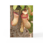 Card of Carnivorous  Plant