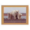 Card / Polar Bear Female with Young Cubs