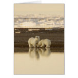 Card / Polar Bears Listed as Endangered 7/25/07