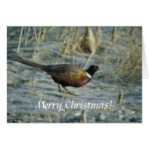 Card / Ring-necked Pheasant / Merry Christmas!