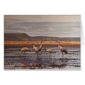 Card / Sandhill Cranes @ Innoko NWR