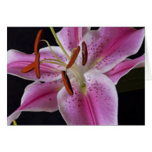 Card - Stargazer Lily