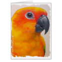 Card - Sun Conure