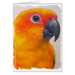 Card - Sun Conure