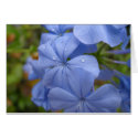 Card with lovely Periwinkle colour Flower