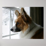 Cardigan Welsh Corgi Headshot Poster posters