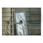 Cardinal.