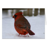 Cardinal