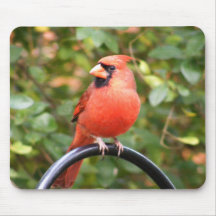 Cardinal Beauty Mousepads