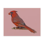 Cardinal Bird postcards