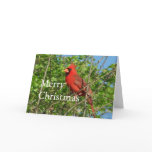 Cardinal Christmas Blessings