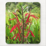 Cardinal Flower, Lobelia cardinalis Mouse Pad