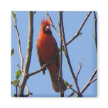 Cardinal in a Tree. Magnets