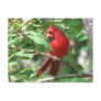 Cardinal in Holly Postcard