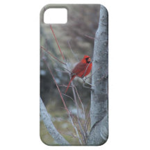 Cardinal in Maple Tree iPhone case-choices iPhone 5 Covers