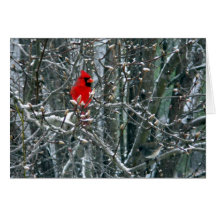 Cardinal in Snow