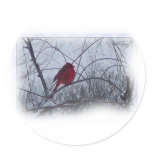 Cardinal in the Snow stickers