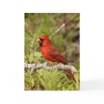 Cardinal Note Card
