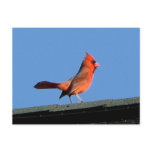 Cardinal on a Roof Post Card