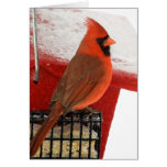 Cardinal on Feeder