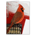Cardinal on Feeder