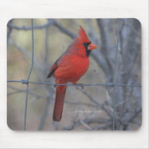 Cardinal on fence - 2009 mouse mats