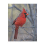 Cardinal on fence - 2009 post card