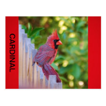 Cardinal Perch Post Cards