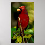 Cardinal Print