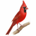 Cardinal Red Bird Ornament photo sculptures