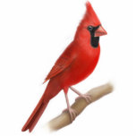 Cardinal Red Bird Ornament photo sculptures