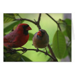 Cardinals