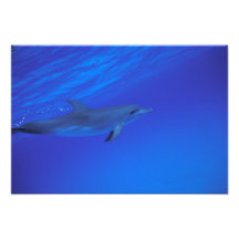 Caribbean, Bahamas Spotted dolphin Photograph