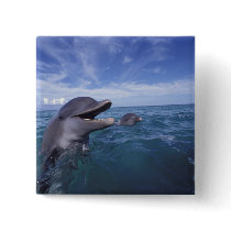 Caribbean, Bottlenose dolphins Tursiops 5