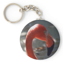 Caribbean Flamingo