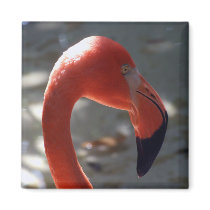 Caribbean Flamingo