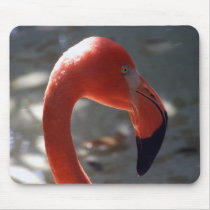 Caribbean Flamingo