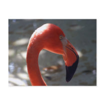 Caribbean Flamingo