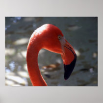 Caribbean Flamingo