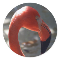 Caribbean Flamingo