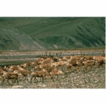 Caribou , Arctic National Wildlife Refuge Photo Cutout