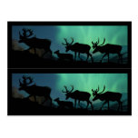 Caribou Book markers Postcard